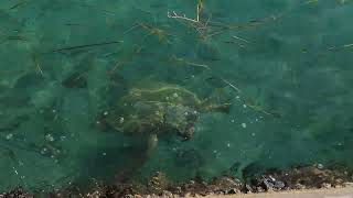 Kefalonia Argostólion Giant Loggerhead Turtle [upl. by Harpp767]