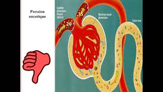 Filtration Glomérulaire [upl. by Nnylimaj]