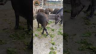 Wild Boar Eats Medicinal Plant Leaves wildboarfarming short wildboar animals pig wildboarfarm [upl. by Ailehs]