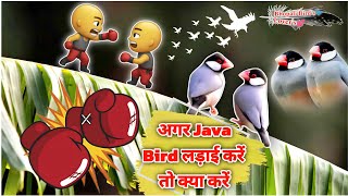 Java Bird ki fith ho gai 😱 ab to setup badalna padega Bhopali Birds Lovers [upl. by Alyehc]