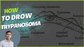 how to draw Trypanosoma [upl. by Anyer767]