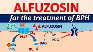 Alfuzosin HCl  Uses side effects amp precautions  For BPH [upl. by Colvert]