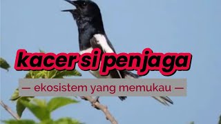 kehidupan kacer di alam yang jarang orang ketahuikacermania kicaumanianusantara trending [upl. by Yebot6]