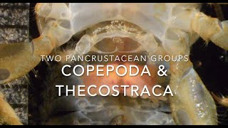 Copepods and thecostracans [upl. by Yeleek]