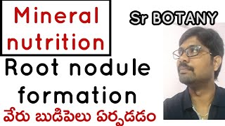 Mineral nutrition 12th class nodule formation [upl. by Abeh]