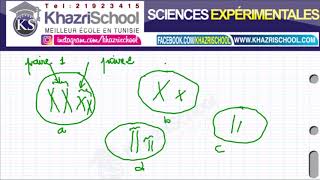 cellule diploide et cellule haploide 3eme svt tunisie [upl. by Ititrefen]