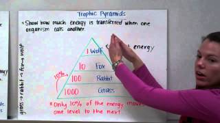 Food Chains Food Webs and Trophic Pyramids [upl. by Chamberlain]