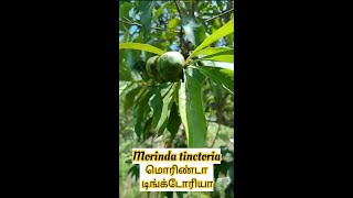 Morinda tinctoria Manjanathi [upl. by Swords]