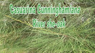 🌿🌿🌱Casuarina Cunninghamiana  River Sheoak  Description [upl. by Yddeg]