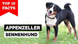 Appenzeller Sennenhund  Top 10 Facts [upl. by Gamaliel124]