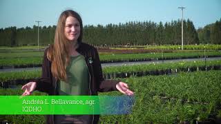 Capsule sur les Taches foliaires de lhémérocalle [upl. by Tevis]