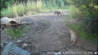 Leopard stalking warthog  Nambiti PGR  Leanne Deetlefs [upl. by Hyman51]