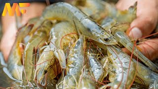 Modern Shrimp Farming In Aquaculture Technology  shrimp Harvesting And Packing  Modern Farm➤18 [upl. by Cochran]