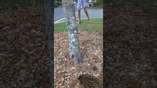 Echidna has a Paralysis Tick on neck [upl. by Francesco]