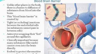 Chapter 13  The Brain and Cranial Nerves  Part 1 [upl. by Kinson]