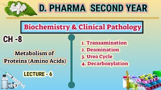 Protein metabolism  CH8  L6  Biochemistry Amino acid metabolism  DPharm second year [upl. by Yoo]