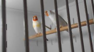 Video of the birdroom Goldfinch Mutations and Waterslagers Canaries  Spring 2021 [upl. by Uni]