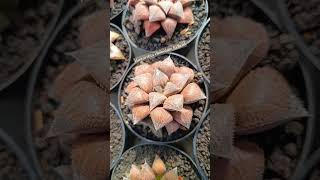 haworthia chocolate hybrid plants haworthia gasteria sansevieria [upl. by Huskey]