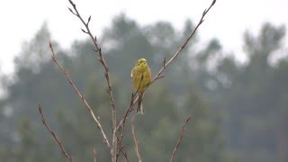 Yellowhammer song  Emberiza citrinella [upl. by Winna200]