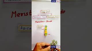 Meristematic Tissue  and its classification short shorts [upl. by Norward]