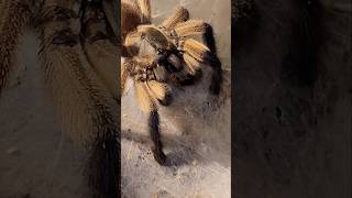 Monocentropus balfouri feeding 🕷🕸 shortvideo tarantula youtubeshorts spider shorts animals 🤩 [upl. by Notanhoj980]