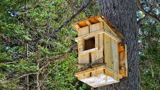 Building an Owl Nest Box for the Barred Owl in the Canadian Wilderness [upl. by Menendez]