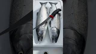 Hooknose coho salmon time in Strait of Juan de Fuca Coho are getting bigger now cohofishing coho [upl. by Polash]