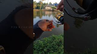 Wallago Attu fishing from kerala river🎣🔥 fishnfishonly huntfish kuttanadanfishing [upl. by Ivo680]