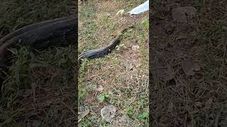 Lets see the big Pythonshortssnake snake [upl. by Neryt]