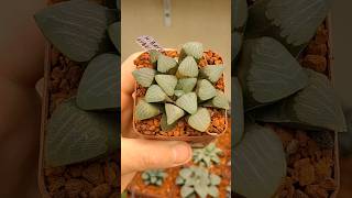 haworthia bayeri hybrida haworthia suculentas [upl. by Hakan54]