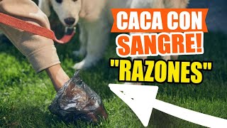 ¿POR QUÉ mi PERRO hace CACA con SANGRE🩸💩 [upl. by Ccasi]