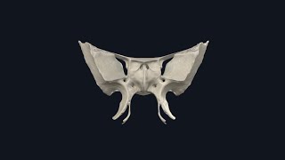 Sphenoid bone  العظم الوتدي [upl. by Pilihp]