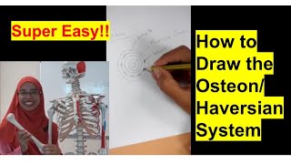 HAVERSIAN SYSTEM  OSTEON [upl. by Ethban]