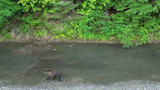 Grizzly Momma and 3 cubs fishing on the Kitimat River [upl. by Pendergast]