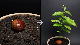 CHESTNUT Growing From Seed TIME LAPSE  35 Days timelapse chestnut growing [upl. by Sarajane85]