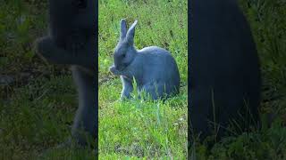 Rabbit Sounds  Blue Rabbit [upl. by Niu609]