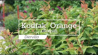 30 Seconds with Kodiak® Orange Diervilla [upl. by Martinic]