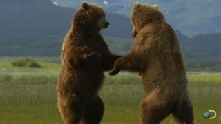 Giant Grizzly Bears Battle  Great Bear Stakeout [upl. by Arelus]