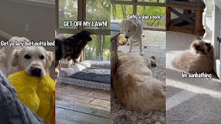 Golden Retriever amp Newfoundland Shenanigans [upl. by Dlanigger]