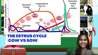 VET ENDO  The Estrus Cycle Cow vs Sow  Student Output [upl. by Laspisa752]