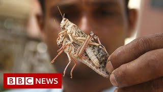 Locust swarms destroy crops across India  BBC News [upl. by Stubbs140]