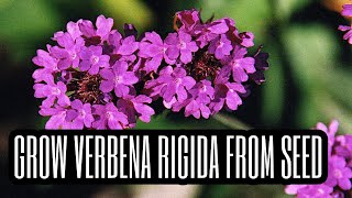 How to Grow Verbena rigida from Seed [upl. by Earlene961]