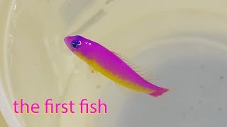 Vlog 5 A Very Special First Fish Aberrant Diadema Dottyback [upl. by Tiernan]