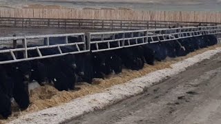 Cluny Colony  790 November Weaned Steers  51 Head Cluny AB [upl. by Velick]