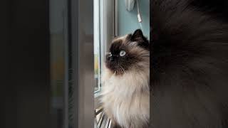 30 seconds of Penelope watching out of the window Fluff gently moving in the wind [upl. by Trev637]