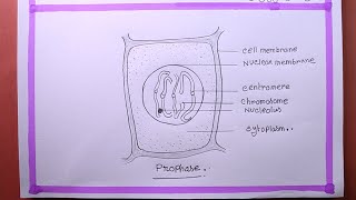 How To Draw Prophase [upl. by Skinner825]