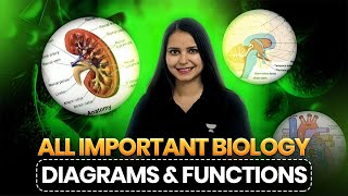 All Important Biology Diagrams amp Functions for CBSE Class 10  Kajal Mam [upl. by Guss677]