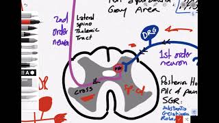 Opioid  Kinetics  Mechanism Of Action  Pain Pathway [upl. by Amabel]