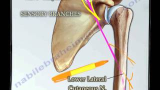 Course Of The Radial Nerve Simplified  Everything You Need To Know  Dr Nabil Ebraheim [upl. by Sillihp]