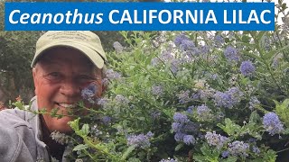 CALIFORNIA LILAC  All about Ceanothus Concha  leaves flowers propagation [upl. by Emarej723]